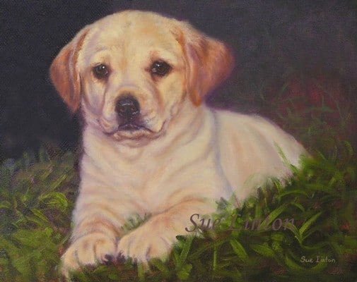 A pet portrait of a labrador puppy