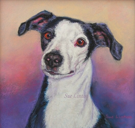 A pet portrait of a dog