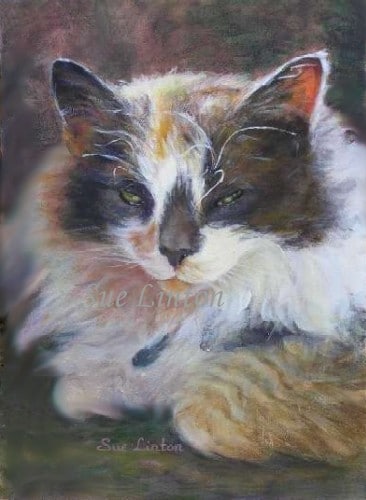 Portrait of a cat half asleep in the sun