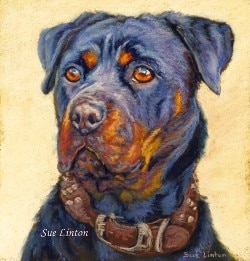Pastel portrait fo a Rottweiler dog