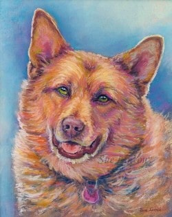 Pet portrait of a red cattledog