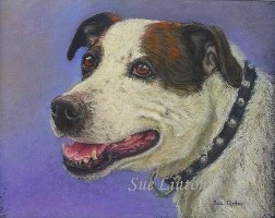 Pet portrait of a dog