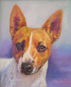 Pet portrait of a Foxy dog