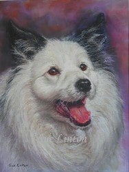 Pet portrait of a Border Collie dog