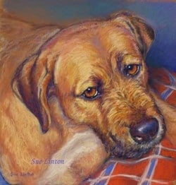 A portrait of a dog from a photo