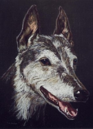 A pastel Pencil portrait of a dog