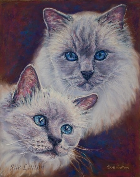 a Pastel portrait of 2 Birman cats