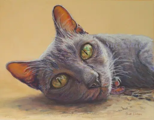A portrait of a cat's face