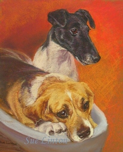 A portrait of a fox terrier and a beagle