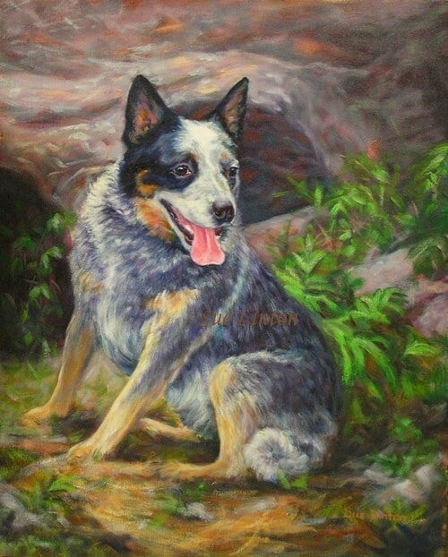 A memorial pet portrait of a blue cattledog in his backyard