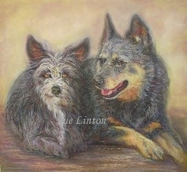 A pet portrait of a cattledog and terrier dog