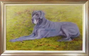 A framed oil portrait of a great dane painted from a photo