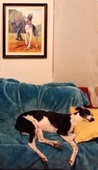 A greyhound snoozes with his action portrait above him on the wall