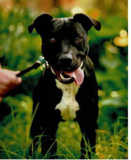 The reference photo for the Oil pet portrait of the staffy cross