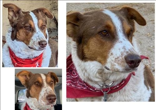 additional photo reference to help me create a dog portrait