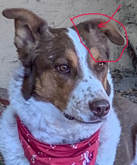 Photo reference for a dog portrait