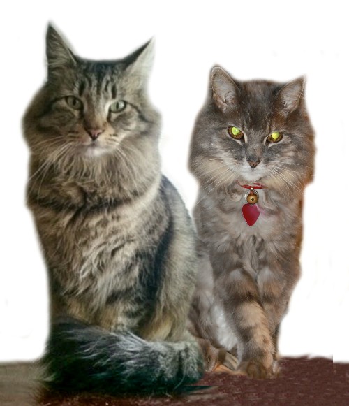 The pet portrait concept with both cats placed together.