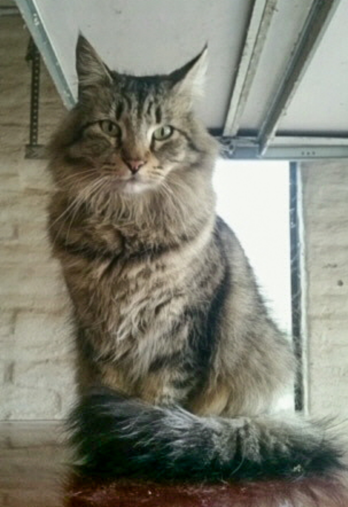 The photo used to paint a pet portrait of a cat