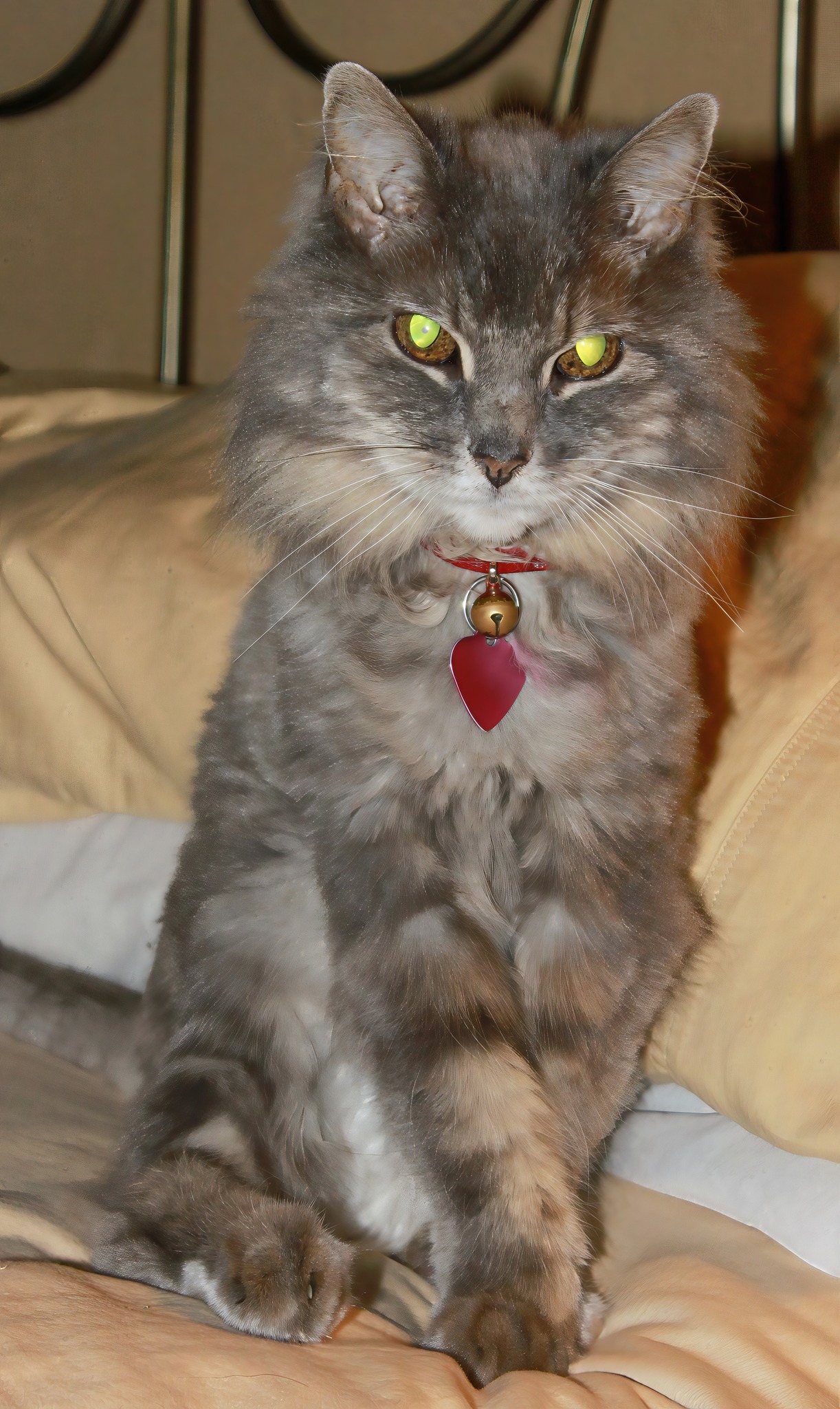 The reference photo for a memorial pet portrait of a cat