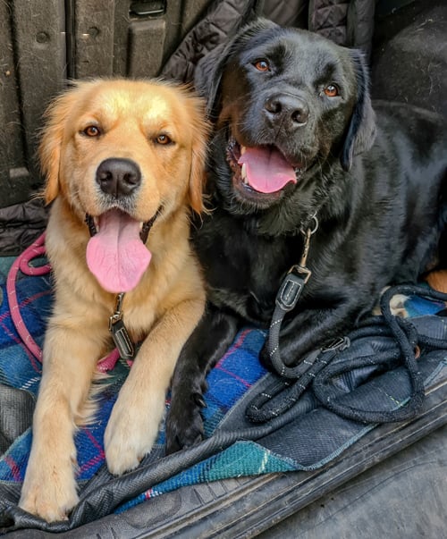 An uncropped mirror reverse referenc photo