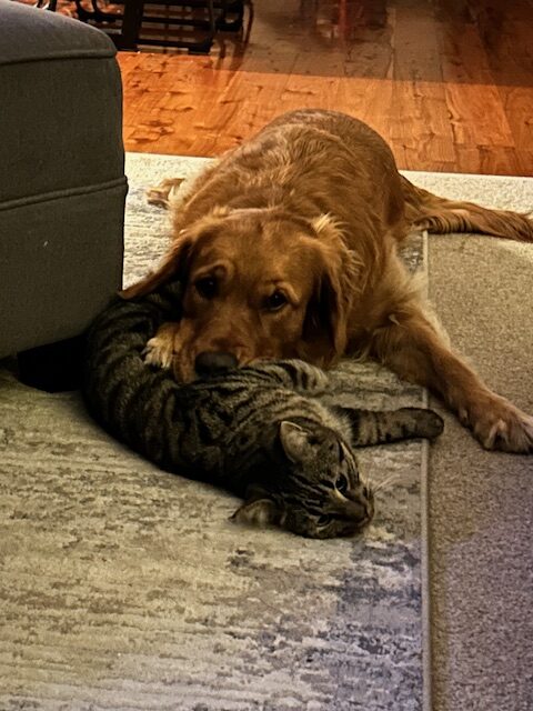 The referenc photo for a fun dog and cat portrait.
